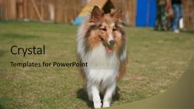  Presentation with sheepdog - Cool new presentation theme with shetland sheepdog backdrop and a coral colored foreground