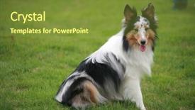  Presentation with sheepdog - PPT theme enhanced with shetland sheepdog background and a tawny brown colored foreground