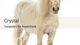  Presentation with ears - Amazing slide set having shetland with front mane backdrop and a lemonade colored foreground