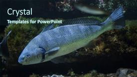  Presentation with drum - PPT theme having shi-drum-umbrina-cirrosa background and a wine colored foreground