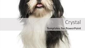  Presentation with sitting teddy bear isolated - Presentation theme featuring shi-tzu-panting-sitting-isolated background and a light gray colored foreground