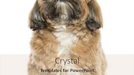  Presentation with sitting teddy bear isolated - PPT theme having shi-tzu-sitting-isolated background and a soft green colored foreground