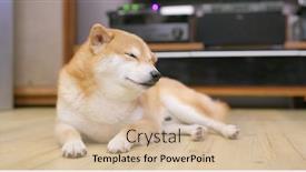  Presentation with sleep - PPT layouts enhanced with shiba dog sleep at home background and a soft green colored foreground