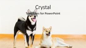  Presentation with dogs - Colorful slide set enhanced with shiba dogs backdrop and a white colored foreground