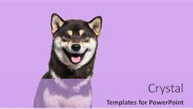  Presentation with dog - Slide set featuring shiba-inu-dog-panting background and a lavender colored foreground