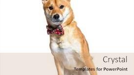  Presentation with dog - PPT layouts consisting of shiba-inu-dog-wearing background and a coral colored foreground
