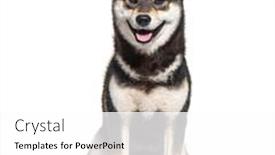  Presentation with old - Slides with shiba-inu-panting-ten-months background and a white colored foreground