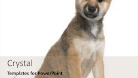  Presentation with puppy - Amazing theme having shiba inu puppy 5 months old sitting in front of white background backdrop and a coral colored foreground