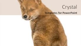  Presentation with puppy - Slide set enhanced with shiba inu puppy 8 weeks old sitting against white background background and a coral colored foreground