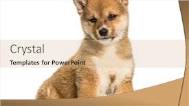  Presentation with puppy - Beautiful slide set featuring shiba inu puppy 8 weeks old sitting against white background backdrop and a coral colored foreground