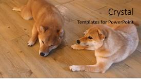  Presentation with patient centered home - Amazing presentation having shiba inu stay at home backdrop and a coral colored foreground