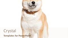  Presentation with dog - Presentation consisting of shiba-inu-wearing-a-dog and a lemonade colored foreground