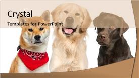  Presentation with red and gold - Presentation theme consisting of shiba inu wearing a red background and a coral colored foreground