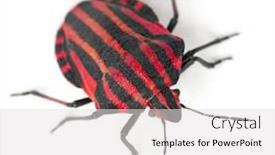  Presentation with shield - Slide deck with shield-bug-graphosoma-lineatum background and a light gray colored foreground