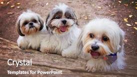  Presentation with dog park - Slides featuring shih tzu - three white mixed breed dog background and a violet colored foreground
