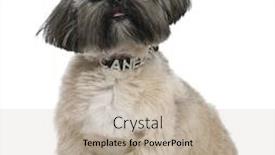  Presentation with old big bike on white - Colorful PPT theme enhanced with shih-tzu-13-months-old backdrop and a mint green colored foreground