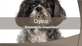  Presentation with 4 years old children and doctor - Presentation theme enhanced with shih tzu 15 years old background and a  colored foreground