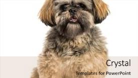  Presentation with old - Audience pleasing PPT theme consisting of shih tzu 2 months old backdrop and a coral colored foreground