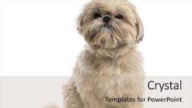  Presentation with evaluation of 5 years old boy - Amazing theme having shih tzu 3 years old backdrop and a coral colored foreground