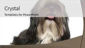  Presentation with old - Amazing slide deck having shih tzu 5 years old backdrop and a light gray colored foreground