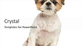  Presentation with old ship - PPT layouts enhanced with shih tzu 8 months old background and a white colored foreground