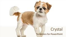  Presentation with old - Amazing slide deck having shih tzu 8 months old backdrop and a lemonade colored foreground