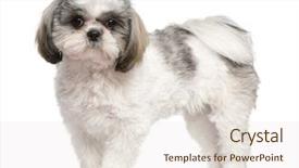  Presentation with old big bike on white - Audience pleasing presentation theme consisting of shih tzu 8 months old backdrop and a lemonade colored foreground