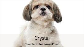  Presentation with old - Presentation theme consisting of shih tzu 8 years old background and a soft green colored foreground