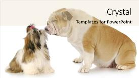  Presentation with english magazine - Slides having shih tzu and english bulldog friendship with reflection on white background background and a lemonade colored foreground