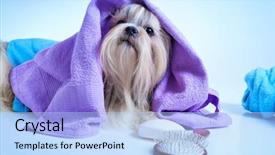  Presentation with dog - Slide set enhanced with shih tzu dog after washing background and a light blue colored foreground