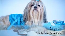  Presentation with grooming dog - Colorful presentation design enhanced with shih tzu dog after washing backdrop and a light blue colored foreground