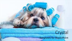  Presentation with grooming dog - PPT layouts having shih tzu dog after washing background and a light blue colored foreground