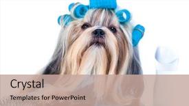  Presentation with china washing - Theme consisting of shih tzu dog after washing background and a coral colored foreground