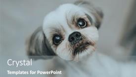  Presentation with eat - Slide set with shih-tzu-dog-asking-owner background and a gray colored foreground