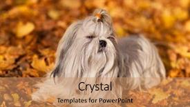  Presentation with sun tzu - Cool new PPT layouts with shih tzu dog autumn portrait backdrop and a coral colored foreground