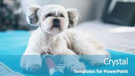  Presentation with fitness clothing - Beautiful theme featuring shih tzu dog fitness style backdrop and a teal colored foreground