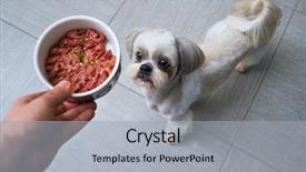  Presentation with dog food - Beautiful PPT theme featuring shih tzu dog getting food backdrop and a light gray colored foreground