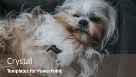  Presentation with grooming dog - Presentation theme with shih-tzu-dog-grooming-concept background and a gray colored foreground