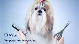  Presentation with grooming dog - Audience pleasing slide set consisting of shih tzu dog grooming backdrop and a light blue colored foreground