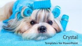  Presentation with grooming dog - Beautiful theme featuring shih tzu dog hair style backdrop and a arctic colored foreground