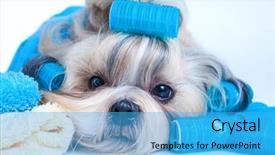  Presentation with hair - PPT layouts with shih tzu dog hair style background and a teal colored foreground