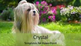  Presentation with garden - Theme having shih tzu dog in garden background and a yellow colored foreground