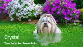  Presentation with garden - Slide deck enhanced with shih tzu dog in garden background and a forest green colored foreground