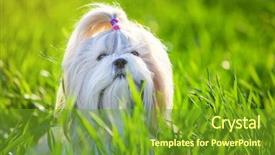  Presentation with sun tzu - Audience pleasing presentation design consisting of shih tzu dog in grass backdrop and a tawny brown colored foreground