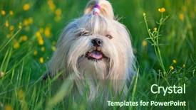  Presentation with dog templqtes - Presentation theme with shih tzu dog in grass background and a forest green colored foreground