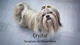  Presentation with interior - Amazing slide deck having shih tzu dog in home backdrop and a light gray colored foreground