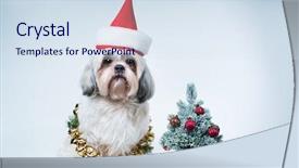  Presentation with new year - Beautiful presentation design featuring shih tzu dog in santa backdrop and a sky blue colored foreground
