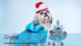  Presentation with new year streamer - Colorful presentation enhanced with shih tzu dog in santa backdrop and a light blue colored foreground