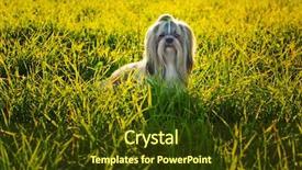  Presentation with sun tzu - Presentation design consisting of shih tzu dog in summer background and a tawny brown colored foreground
