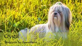  Presentation with grass - Presentation design featuring shih tzu dog in summer background and a gold colored foreground